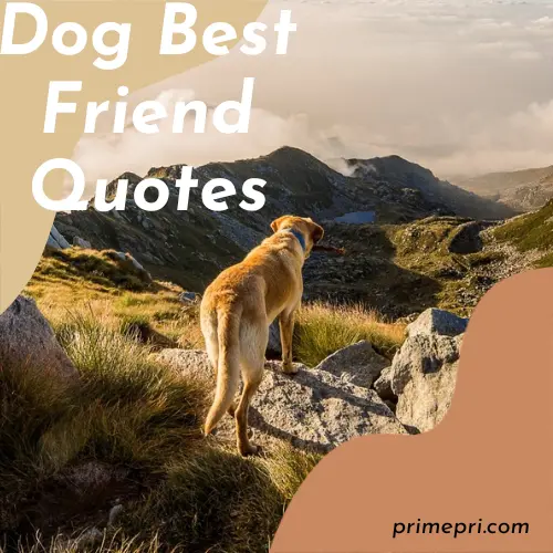 Dog Best Friend Quotes