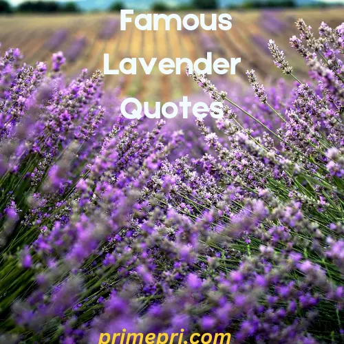 Famous Lavender Quotes