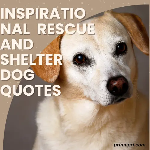 Inspirational Rescue and Shelter Dog Quotes