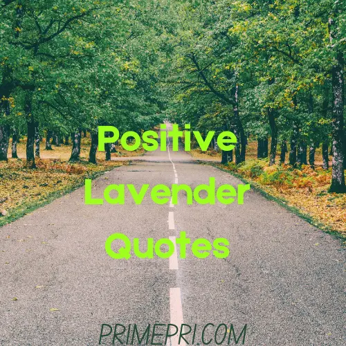 Positive Lavender Quotes