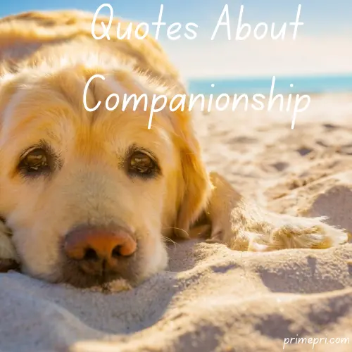Quotes About Companionship