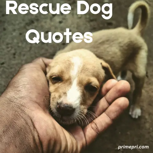 Rescue Dog Quotes