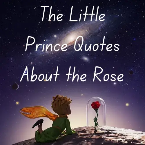 The Little Prince Quotes About the Rose
