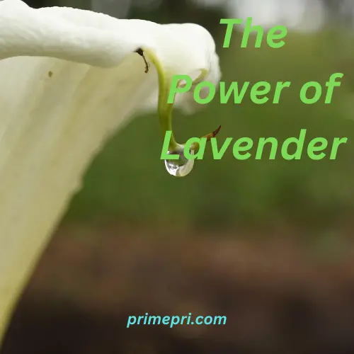 The Power of Lavender