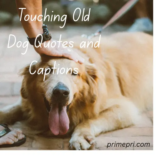 Touching Old Dog Quotes and Captions