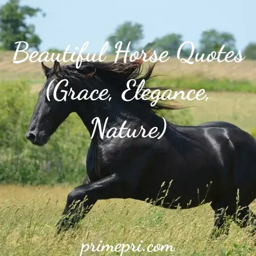 Beautiful Horse Quotes (Grace, Elegance, Nature)