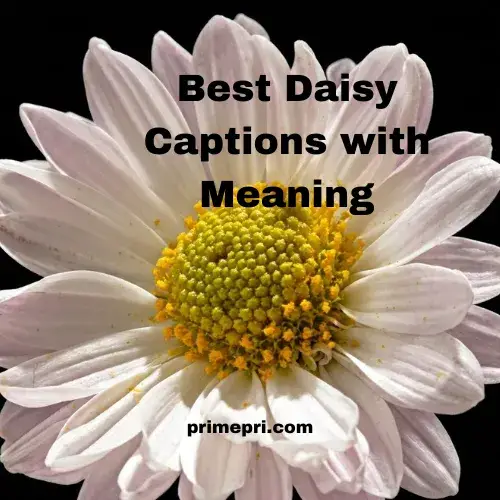 Best Daisy Captions with Meaning