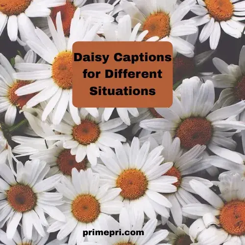 Daisy Captions for Different Situations