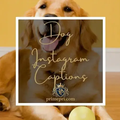 Dog Instagram Captions
