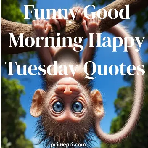 Funny Good Morning Happy Tuesday Quotes