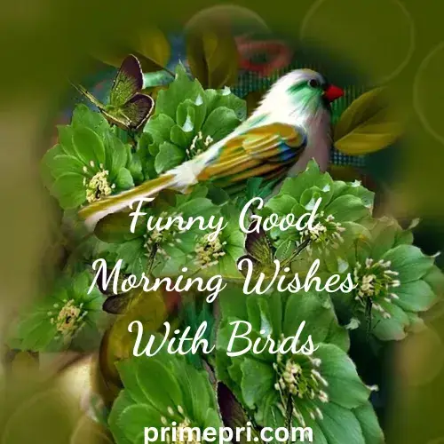 Funny Good Morning Wishes With Birds