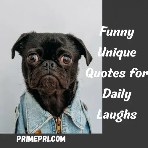 Funny Unique Quotes for Daily Laughs