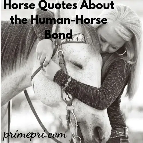 Horse Quotes About the Human-Horse Bond