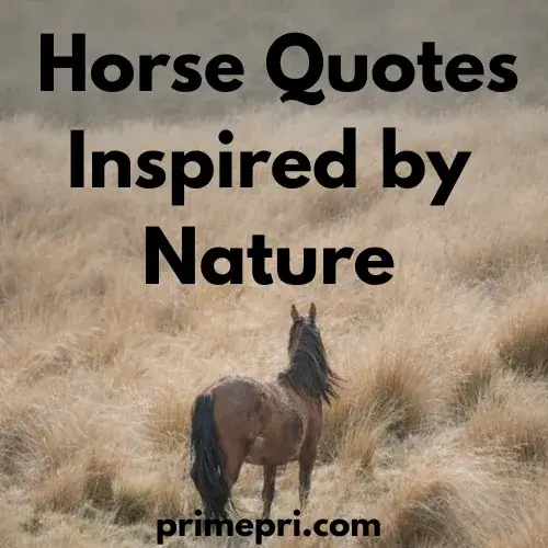 Horse Quotes Inspired by Nature