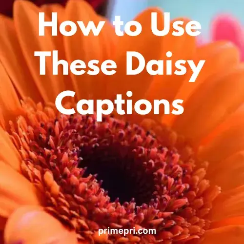 How to Use These Daisy Captions