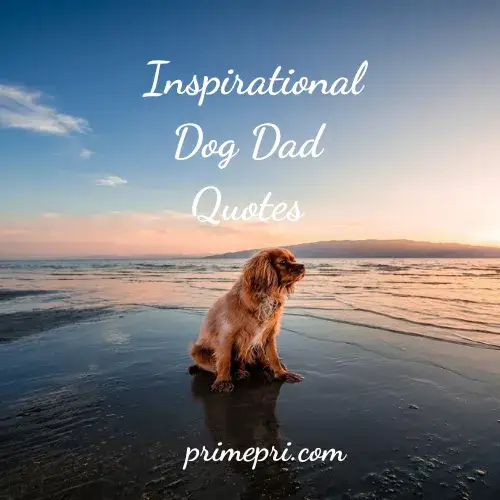 Inspirational Dog Dad Quotes