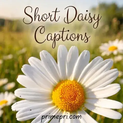 Short Daisy Captions