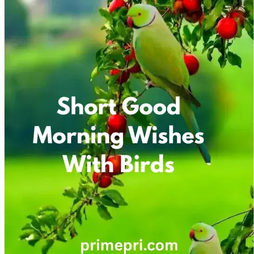 Short Good Morning Wishes With Birds