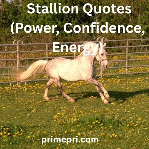 Stallion Quotes (Power, Confidence, Energy)