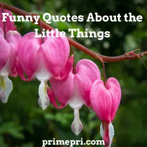 Funny Quotes About the Little Things