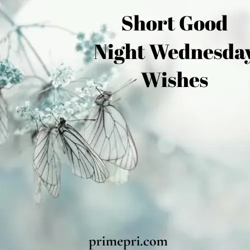 Short Good Night Wednesday Wishes