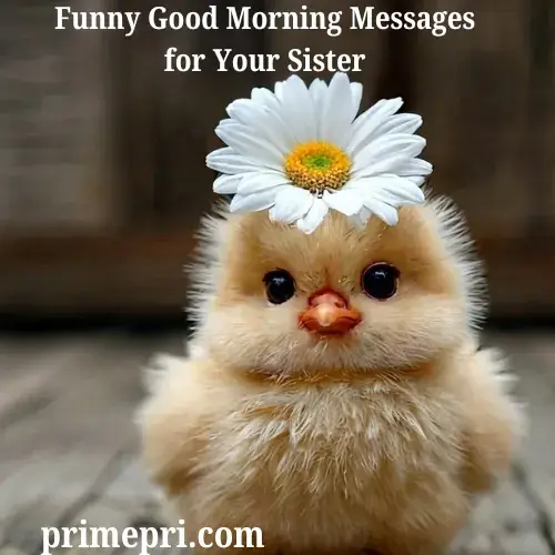Funny Good Morning Messages for Your Sister