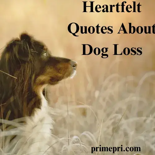 Heartfelt Quotes About Dog Loss