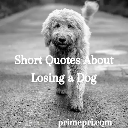 Short Quotes About Losing a Dog