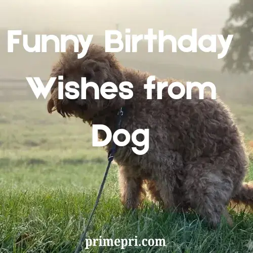 Funny Birthday Wishes from Dog
