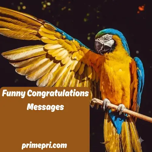 Funny Congratulations Messages
