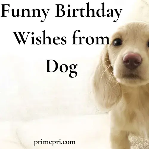 Short Birthday Wishes from Dog