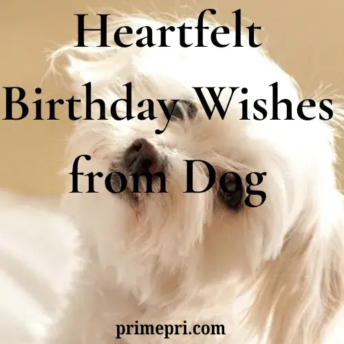 Heartfelt Birthday Wishes from Dog